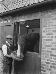 Farm Hand Prints: A farmer feeding his horse in the stable. 1935