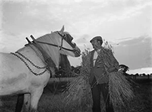 Harvest Collection: A farmer harvests his fields with his shire horse tethered. 1935