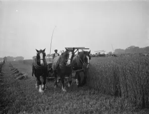 A farmer harvests his fields with his shire horse tethered to Massey Harris Reaper