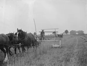 A farmer harvests his fields with his shire horse tethered to Massey Harris Reaper