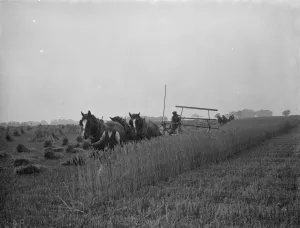 A farmer harvests his fields with his shire horse tethered to Massey Harris Reaper