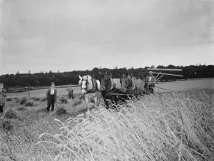 A farmer harvests his fields with his shire horse tethered to Massey Harris Reaper Binder