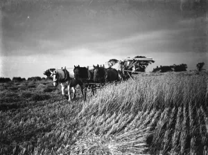 A farmer harvests his fields with his shire horse tethered to Massey Harris Reaper Binder