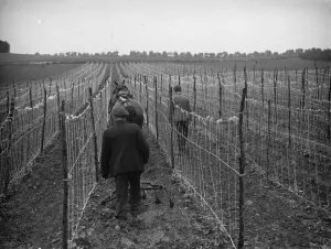 A farmer and his horse plough between bean rows in Swanley. 1935