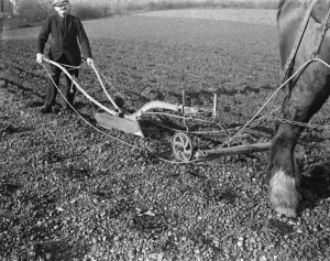 Team Prints: A farmer and his horse plough a stony field. 1939