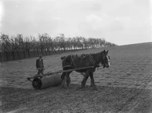 Heavy Horse Prints: A farmer and his horse rolling in the beans in Crockenhill, Kent. 1937