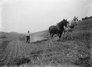 A farmer and his horse team harrowing a field in Farningham. 1935