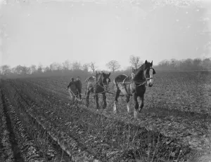 A farmer and his horse team plough a field. 1936
