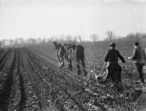 Team Prints: A farmer and his horse team plough a field. 1936
