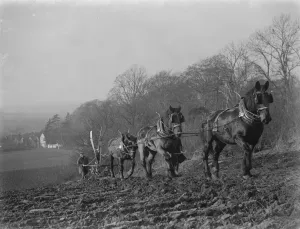 A farmer and his horse team plough a field in the Darenth Valley in Kent. 1937