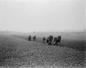 A farmer and his horse team plough a field in Hockenden, Kent. 1939