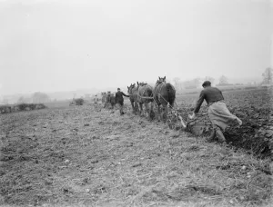 A farmer and his horse team plough a field at the back of houses in Eltham, London