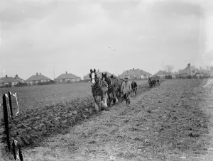 Farmer Prints: A farmer and his horse team plough a field at the back of houses in Eltham, London