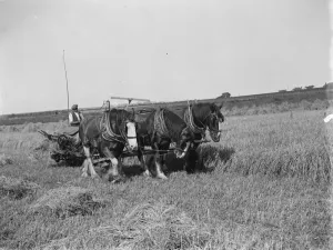 A farmer and his horse tethered to 25 year old McCormick Twine Binder with the Appleby