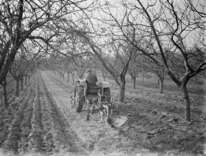 A farmer ploughs the grounds around his trees in an orchard in Farningham, Kent. 1938