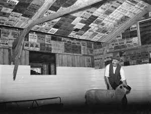 A farmer proudly showing his prize sheep and the pen covered with his winning prize