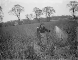 A farmer sprays his currants. 1936