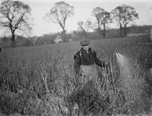 Farming Collection: A farmer sprays his currants. 1936