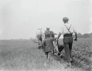 A farmer and his team of horse team plough a field in Kingsdown, Kent. A boy follows