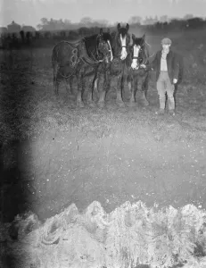 A farmer with a team of horses examine the site where subsidence has taken place
