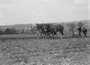 A farmer and his team of horses plough a field. 1935