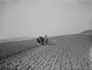 Team Prints: A farmer and his team of horses plough a field. 1935