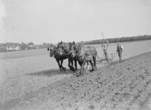 A farmer and his team of horses plough a field. 1935
