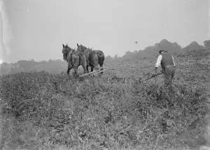 A farmer and his team of horses plough a field. 1935