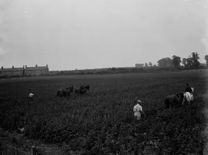 Team Prints: A farmer and his team of horses plough a field in Ruxley. 1936