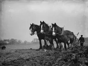 A farmer and his team of horses plough a field in Sidcup, Kent. 1936