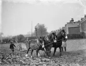 Farmer Prints: A farmer and his team of horses plough a field in Sidcup, Kent. 1936