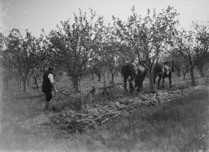 Team Prints: A farmer and his team of horses plough a fruit orchard. 1935