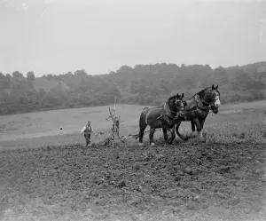 Farmer Prints: A farmer and his team of horses ploughing a field. 1939