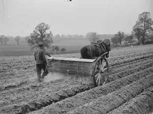 Heavy Horse Prints: A farmer using a horse drawn machine to spread fertilizer on a field. 1939