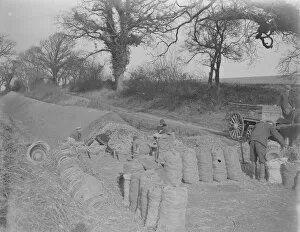 Pile Collection: A farmer using sacks for storing his potatoes. 1939