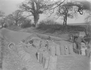 Store Prints: A farmer using sacks for storing his potatoes. 1939