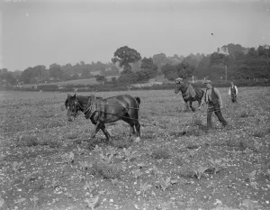 Heavy Horse Prints: A farmer workers ploughs a field with horses pulling the ploughs. 1935