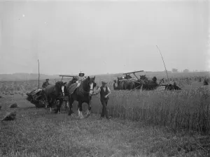 A farmers daughter harvests the fields with her fathers shire horse tethered to