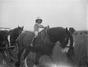 Heavy Horse Prints: A farmers daughter harvests the fields with her fathers shire horse tethered to