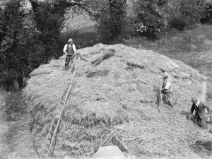 Farmers and farm workers opening up the stack. 1936
