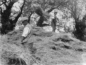 Farmers and farm workers opening up the stack. 1936