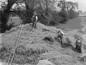 Farmers and farm workers opening up the stack. 1936