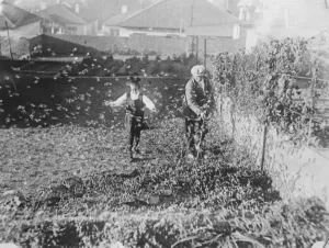 Farmers grim fight with huge clouds of locusts. Flourishing crops destroyed in