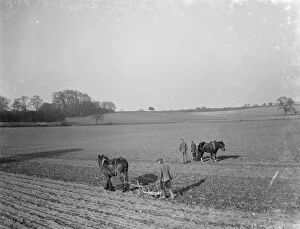 Rural Life Collection: Farmers and there horses plough work together to work the field near Plum Lane