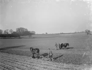 Farmer Prints: Farmers and there horses plough work together to work the field near Plum Lane