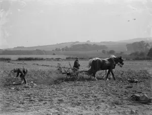 Horse Drawn Prints: Farmers potato spinning in Farningham, Kent. 1936