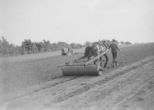 Roller Prints: Farmers rolling seeds. 1935