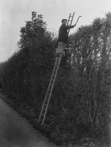 Farmers trim hedges by hand in Beltring, Kent. 1936