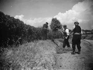 Farmers trim hedges by hand in Wilmington. 1938