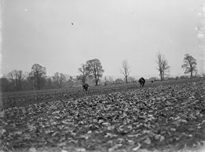 Plants Collection: Farmers walk by hand planting each lettuce carefully in its row. 1935